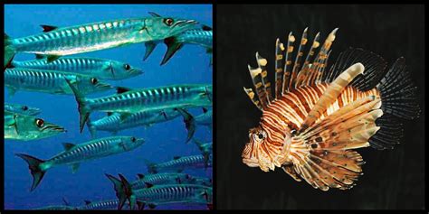 TOP 10 most dangerous fish in the world, RANKED.